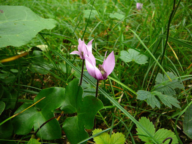 Europäisches Alpenveilchen (Cyclamen purpurascens) 2011-07-14 Bad Reichenhall, Weissbach u. Jochberg 080