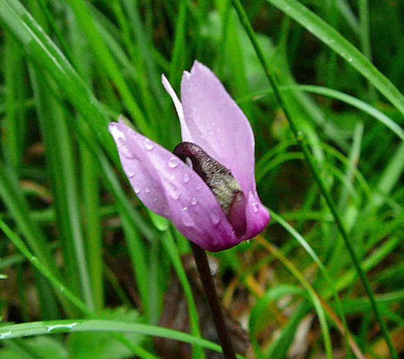 Europäisches Alpenveilchen (Cyclamen purpurascens) 2011-07-14 Bad Reichenhall, Weissbach u. Jochberg 084