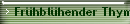 Frhblhender Thymian