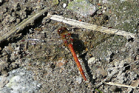 Gemeine Heidelibelle Sympetrum vulgatum Sep 2008 Sommerfest ProHuettenfeld 026
