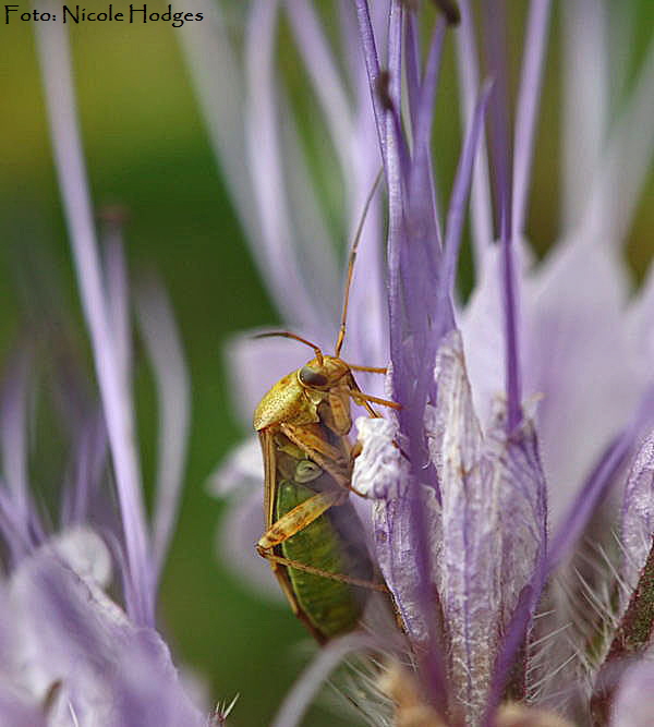 Gemeine Wiesenwanze (Lygus pratensis)-BrachackerHttenfeld-16.05.09-5-N