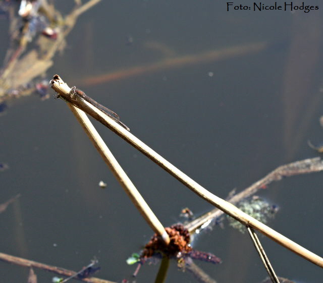 Gemeine Winterlibelle Sympecma fusca-April09-LorscherSee1_N