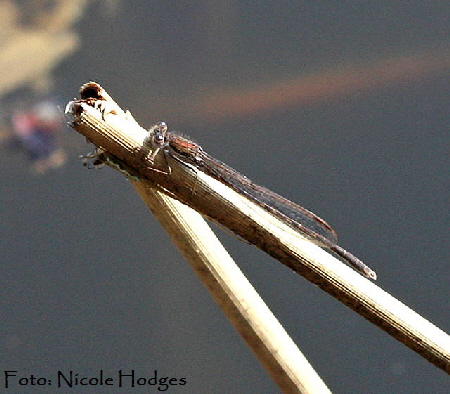 Gemeine Winterlibelle Sympecma fusca-April09-LorscherSee_N