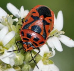 Geschmückte Baumwanze Eurydema ornatum 2 kl.