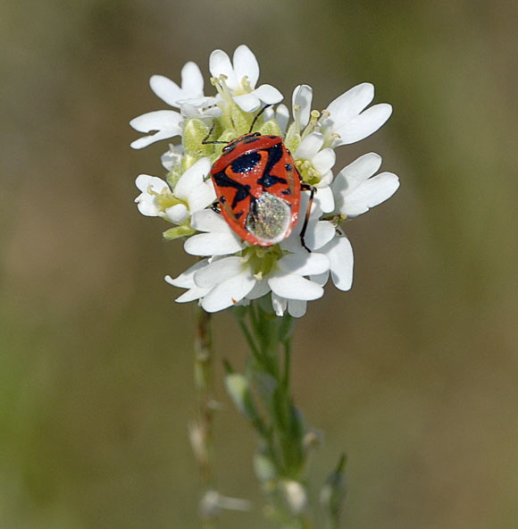 Geschmckte Baumwanze Eurydema ornatum Juli 2012 FFH Wald Insekten 003
