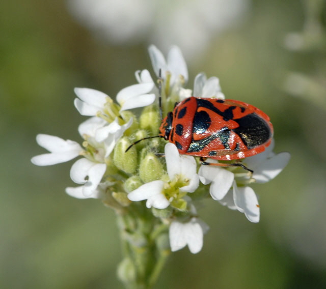 Geschmckte Baumwanze Eurydema ornatum Juli 2012 FFH Wald Insekten 005