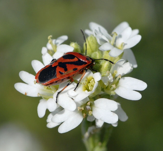 Geschmckte Baumwanze Eurydema ornatum Juli 2012 FFH Wald Insekten 006