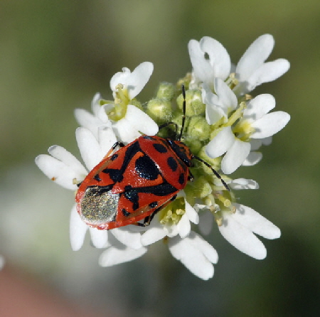 Geschmckte Baumwanze Eurydema ornatum Juli 2012 FFH Wald Insekten 009