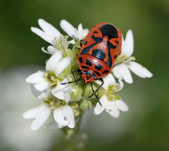 Geschmckte Baumwanze Eurydema ornatum Juli 2012 FFH Wald Insekten 041