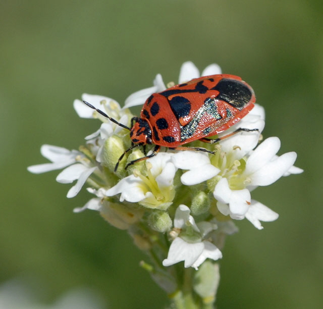 Geschmckte Baumwanze Eurydema ornatum Juli 2012 FFH Wald Insekten 042