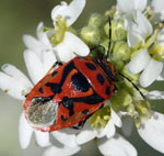Geschmückte Baumwanze Eurydema ornatum kl.