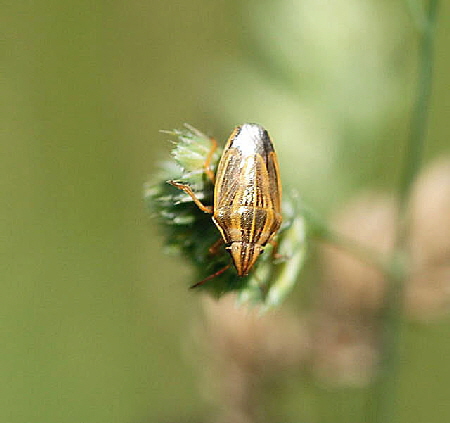 Getreidespitzling, Aelia acuminata Mai 09 Htt Mlldepnie u.Viernheimer Wald 131