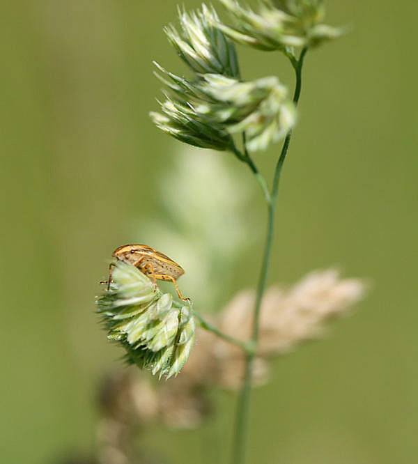 Getreidespitzling, Aelia acuminata Mai 09 Htt Mlldepnie u.Viernheimer Wald 130