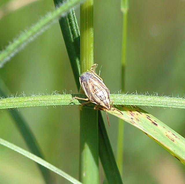 Getreidespitzling, Aelia acuminata Mai 09 Htt Mlldepnie u.Viernheimer Wald 134