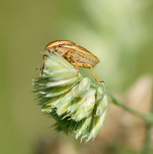 Getreidespitzling, Aelia acuminata Mai 09 Htt Mlldepnie u.Viernheimer Wald 130a