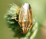 Getreidespitzling, Aelia acuminata kl.