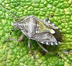 Graue Gartenwanze Rhaphigaster nebulosa 2 kl.