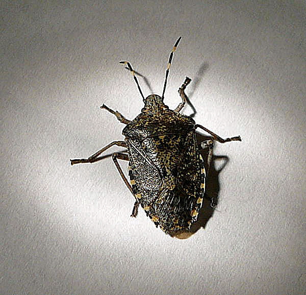 Graue Gartenwanze Rhaphigaster nebulosa Januar 2011 Wanze Dachgescho 003