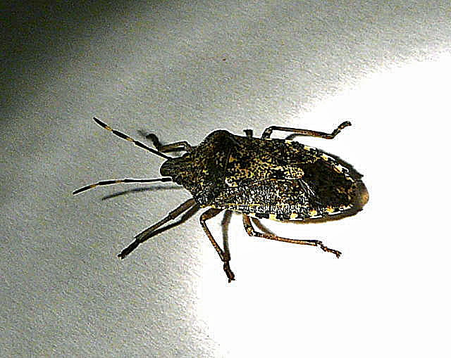 Graue Gartenwanze Rhaphigaster nebulosa Januar 2011 Wanze Dachgescho 008
