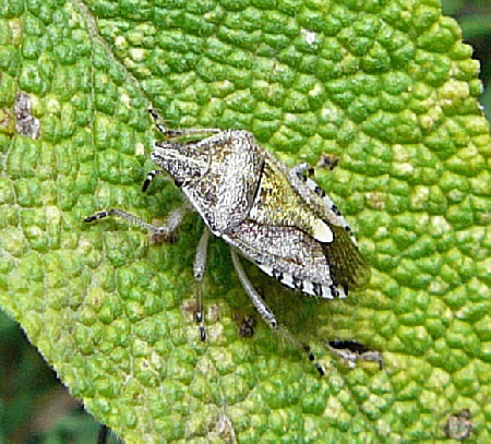 Graue Gartenwanze Rhaphigaster nebulosa Juli 2010 Insekten Garten2 022