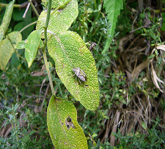 Graue Gartenwanze Rhaphigaster nebulosa Juli 2010 Insekten Garten2 022a