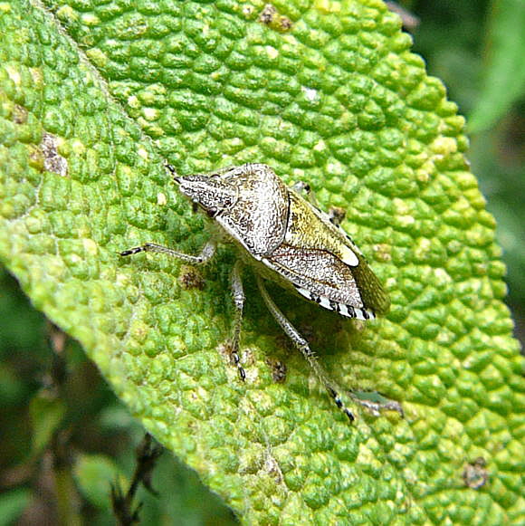 Graue Gartenwanze Rhaphigaster nebulosa Juli 2010 Insekten Garten2 024