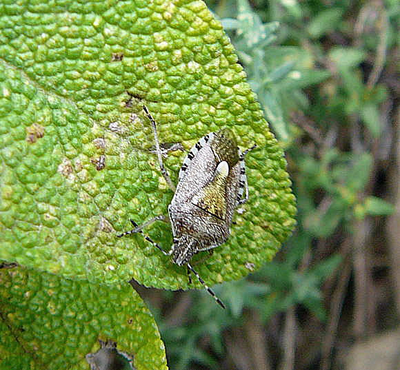 Graue Gartenwanze Rhaphigaster nebulosa Juli 2010 Insekten Garten2 025