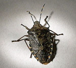 Graue Gartenwanze Rhaphigaster nebulosa kl.