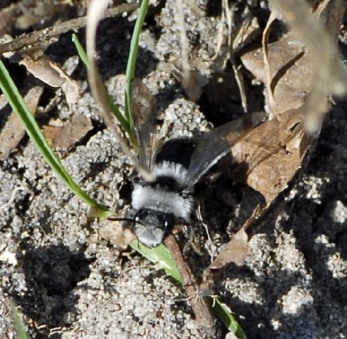 Graue Sandbiene (Andrena cineraria) März 2012 Bienen FFH Reliktwald Ost NIKON 096