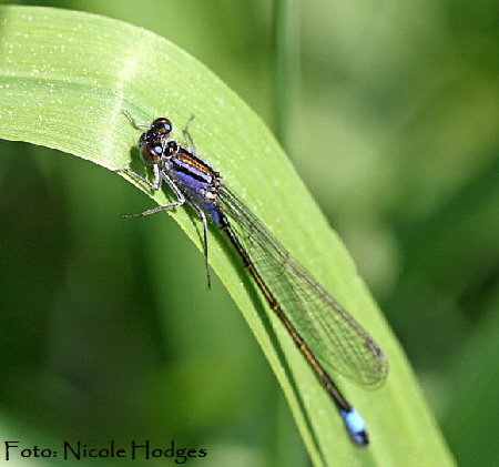 Groe Pechlibelle (Ischnura elegans)-zw.HttenfeldundLorschkleinerWassergraben-4-N