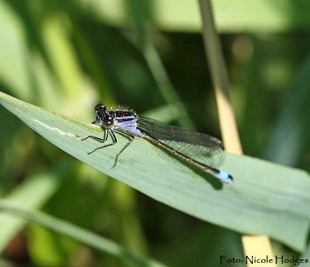 Groe Pechlibelle (Ischnura elegans)-zw.HttenfeldundLorschkleinerWassergraben-1-N