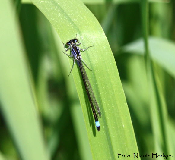 Groe Pechlibelle (Ischnura elegans)-zw.HttenfeldundLorschkleinerWassergraben-2-N
