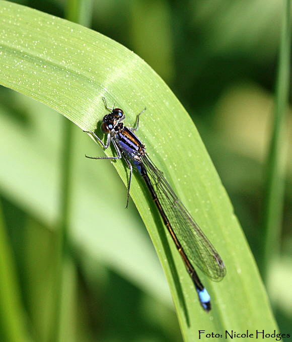 Groe Pechlibelle (Ischnura elegans)-zw.HttenfeldundLorschkleinerWassergraben-3-N
