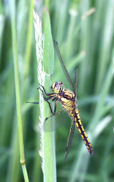 Groer Blaupfeil (Orthetrum cancellatum).Weibchen-HttenfeldRichtungLorsch.Mai 2009-2-N-