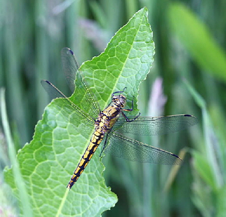 Groer Blaupfeil (Orthetrum cancellatum).Weibchen-HttenfeldRichtungLorsch-3-N-