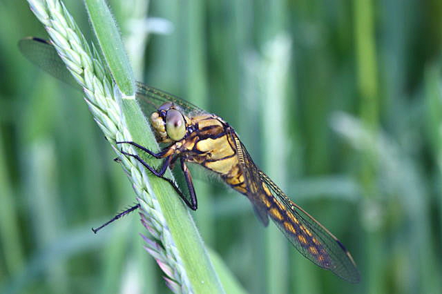 Groer Blaupfeil (Orthetrum cancellatum).Weibchen-HttenfeldRichtungLorsch-1-N-