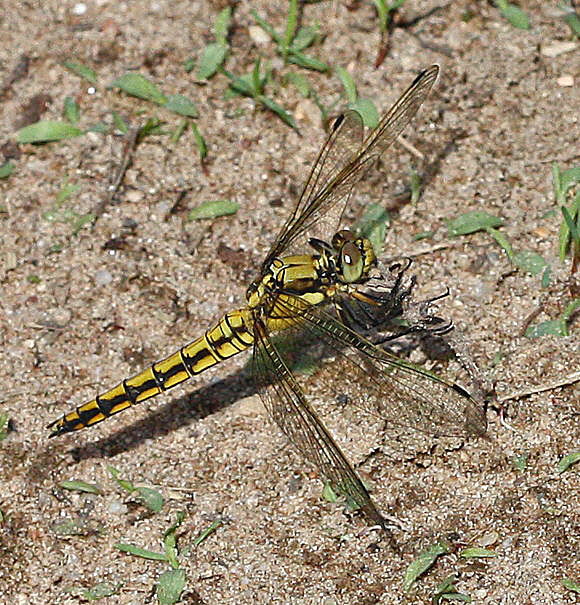 Groer Blaupfeil-Weibchen (Orthetrum cancellatum)-HeideLampertheim-17.05.09-1-N