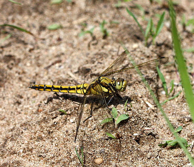 Groer Blaupfeil-Weibchen (Orthetrum cancellatum)-HeideLampertheim-17.05.09-2-N