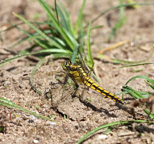 Groer Blaupfeil-Weibchen (Orthetrum cancellatum)-HeideLampertheim-17.05.09-3-N