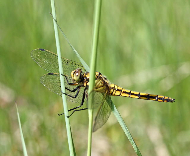 Groer Blaupfeil-Weibchen (Orthetrum cancellatum)e-HeideLampertheim-17.05.09-4-N