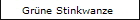 Grne Stinkwanze