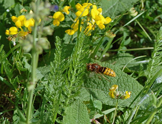 Hornisse 10.8.08_Grünberg Bundesschau und Schmetterlinge 161