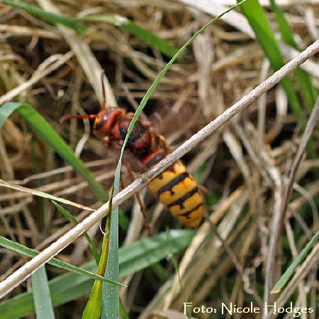 Hornisse-Vespa crabro Brachacker-vorMülldeponie-Hüttenfeld-1_N1