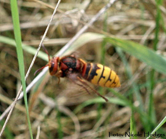 Hornisse-Vespa crabro Brachacker-vorMülldeponie-Hüttenfeld-2-N
