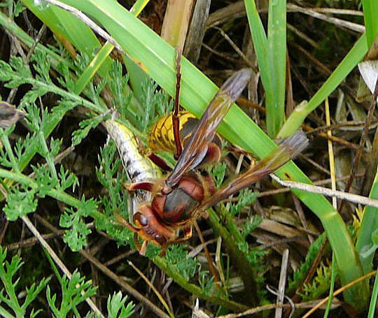 Hornisse mit Beute (Weibchen des Gemeinen Grashüpfers) 23.8.08_Stralsund Ozeanum_Barhöft Bodden_ColbitzLetzlinger Heide 094
