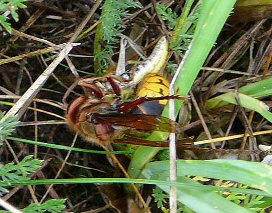 Hornisse mit Beute 23.8.08_Stralsund Ozeanum_Barhöft Bodden_ColbitzLetzlinger Heide 096