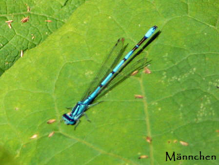 Hufeisen-Azurjungfer, Mnnchen Juni 2007 Httenfeld 0382