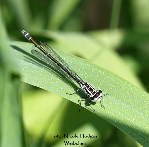 Hufeisen-Azurjungfer-Weibchens (Coenagrion puella)-zw.HttenfeldundLorschkleinerWassergraben_Apr09_-4-N
