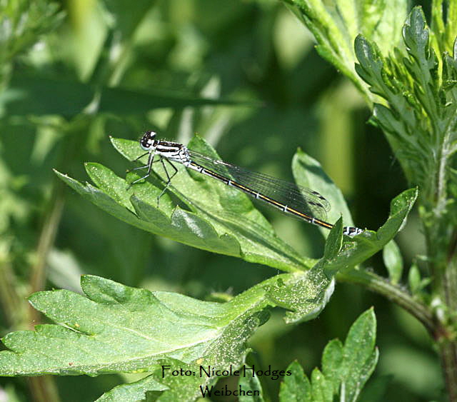 Hufeisen-Azurjungfer-Weibchens (Coenagrion puella)-zw.HttenfeldundLorschkleinerWassergraben_Apr09_-2-N