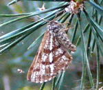 Kiefernspanner  Bupalus piniaria Weibchen kl.